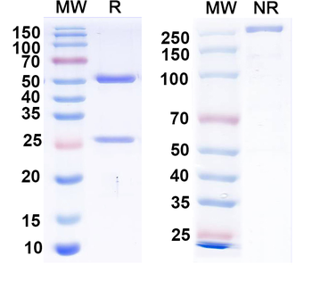 Clcn5 Mouse Monoclonal Antibody