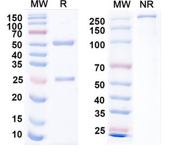 Kv7.1/KCNQ1 K+ channel Mouse Monoclonal Antibody