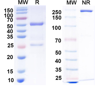 RGS4 Mouse Monoclonal Antibody