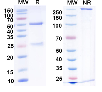 TrpC1 Mouse Monoclonal Antibody