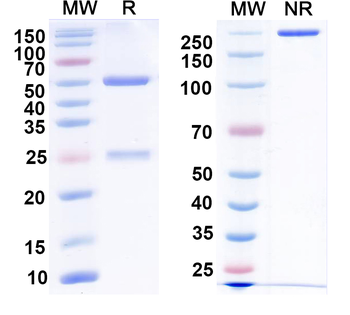 Phosphoserine-2-OMe Mouse Monoclonal Antibody