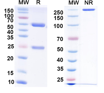 Kir2.4 K+ channel Mouse Monoclonal Antibody