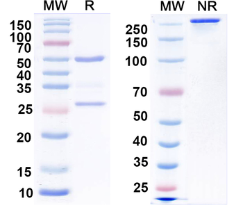 GalR1 Mouse Monoclonal Antibody