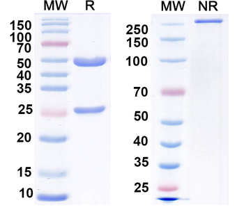 GRK6A/B Mouse Monoclonal Antibody