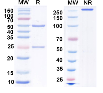 EAAC1 Mouse Monoclonal Antibody