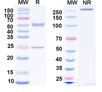 EAAC1 Mouse Monoclonal Antibody