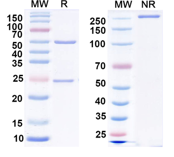 GluA1/GluR1 glutamate receptor Mouse Monoclonal Antibody