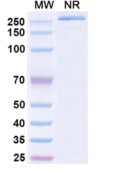GluA1/GluR1 glutamate receptor Mouse Monoclonal Antibody