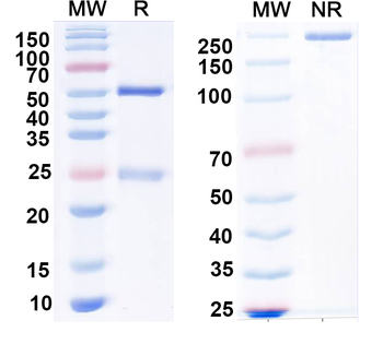 Copper ATPase 2 (Wilson's disease protein) Mouse Monoclonal Antibody