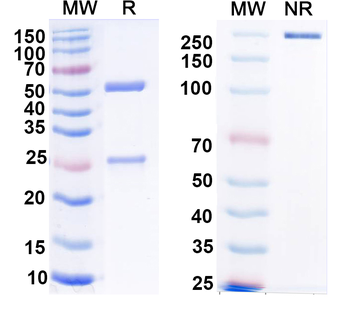 Beta4-spectrin Mouse Monoclonal Antibody