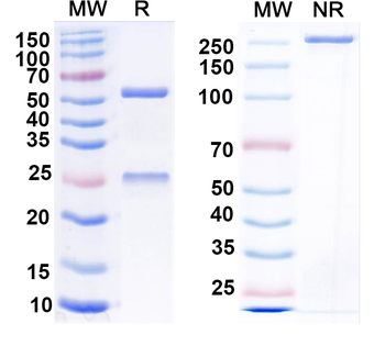 GABA(A)R, Alpha5 Mouse Monoclonal Antibody
