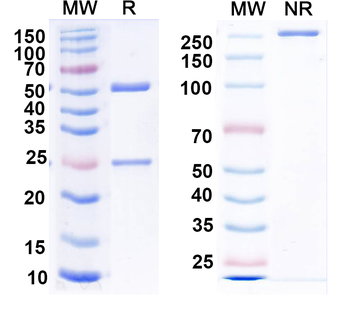 GABA(A)R, Alpha5 Mouse Monoclonal Antibody