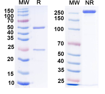 NK1R Mouse Monoclonal Antibody