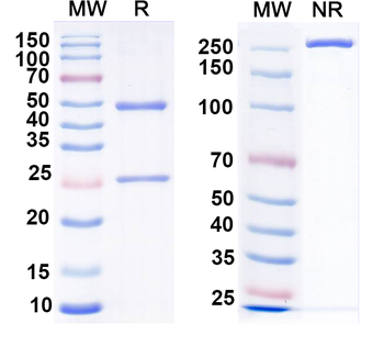 NK1R Mouse Monoclonal Antibody