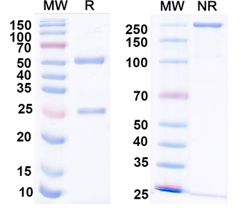 VDAC1 Mouse Monoclonal Antibody