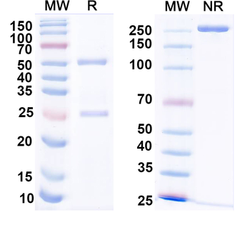 Cannabinoid receptor 1 Mouse Monoclonal Antibody