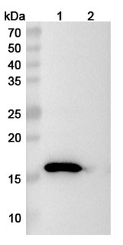 Parvalbumin Mouse Monoclonal Antibody