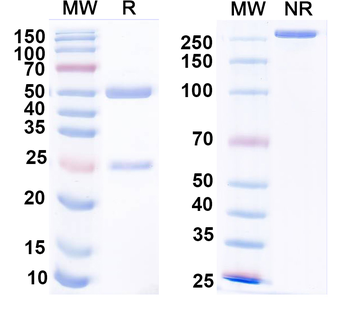 Parvalbumin Mouse Monoclonal Antibody