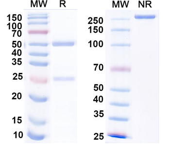 GABA(A)R, Beta3 Mouse Monoclonal Antibody