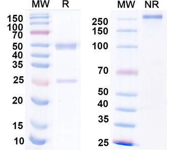GABA(A)R, Alpha2 Mouse Monoclonal Antibody