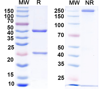 GABA(A)R, Alpha1 Mouse Monoclonal Antibody