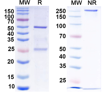 MMP9 Mouse Monoclonal Antibody