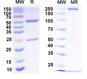Dopamine D2 receptor Mouse Monoclonal Antibody