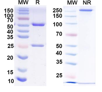 Thyroid hormone receptor beta 2 Mouse Monoclonal Antibody