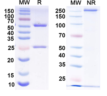 Thyroid hormone receptor beta 1 Mouse Monoclonal Antibody