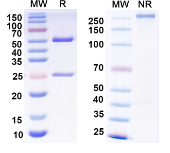 LAR/PTPRF Mouse Monoclonal Antibody