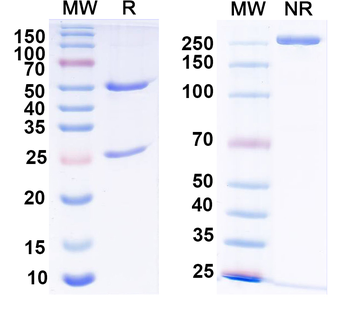Alpha-2A adrenergic receptor Mouse Monoclonal Antibody
