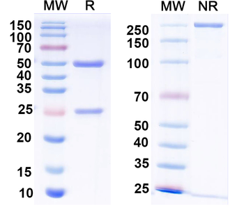 cleaved MMP-9 Mouse Monoclonal Antibody