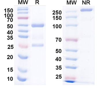 VIP Mouse Monoclonal Antibody