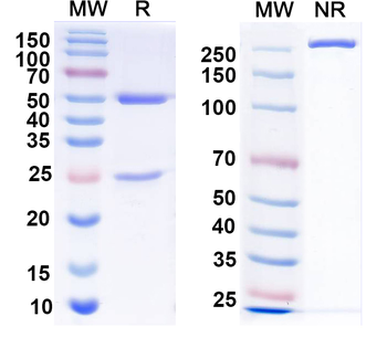BAF53a Mouse Monoclonal Antibody