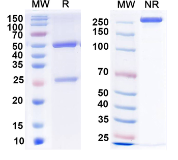 BAF53a Mouse Monoclonal Antibody