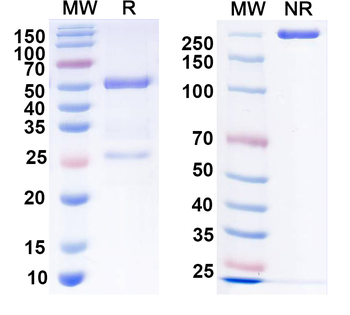 PSD-95 Mouse Monoclonal Antibody