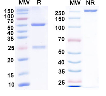 Cav3.2 Ca2+ channel Mouse Monoclonal Antibody