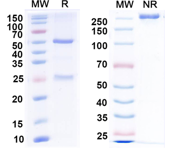 TREK-1 K+ channel Mouse Monoclonal Antibody