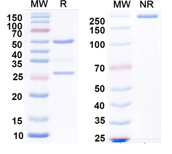 BAF53b Mouse Monoclonal Antibody