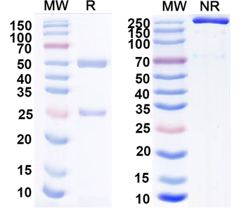 Aldh1L1 Mouse Monoclonal Antibody
