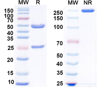 LGR5/GPR49 Mouse Monoclonal Antibody