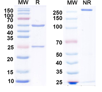 Glycine receptor Alpha3 Mouse Monoclonal Antibody