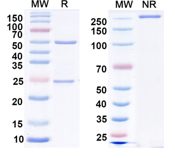 LRP4 Mouse Monoclonal Antibody