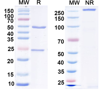 LRP4 Mouse Monoclonal Antibody