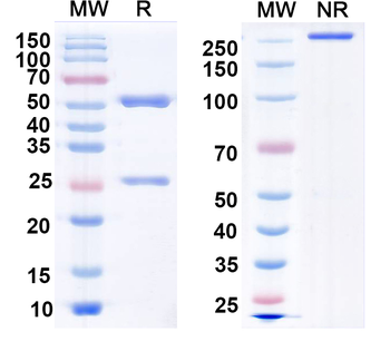 SRGAP2 Mouse Monoclonal Antibody