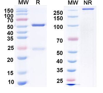 HCN1 Mouse Monoclonal Antibody