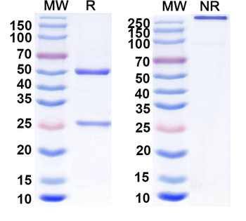 GalR2 Mouse Monoclonal Antibody