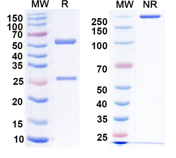 GalR2 Mouse Monoclonal Antibody