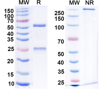 Synaptotagmin-7 Mouse Monoclonal Antibody