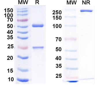 Kv7.2/KCNQ2 K+ channel Mouse Monoclonal Antibody